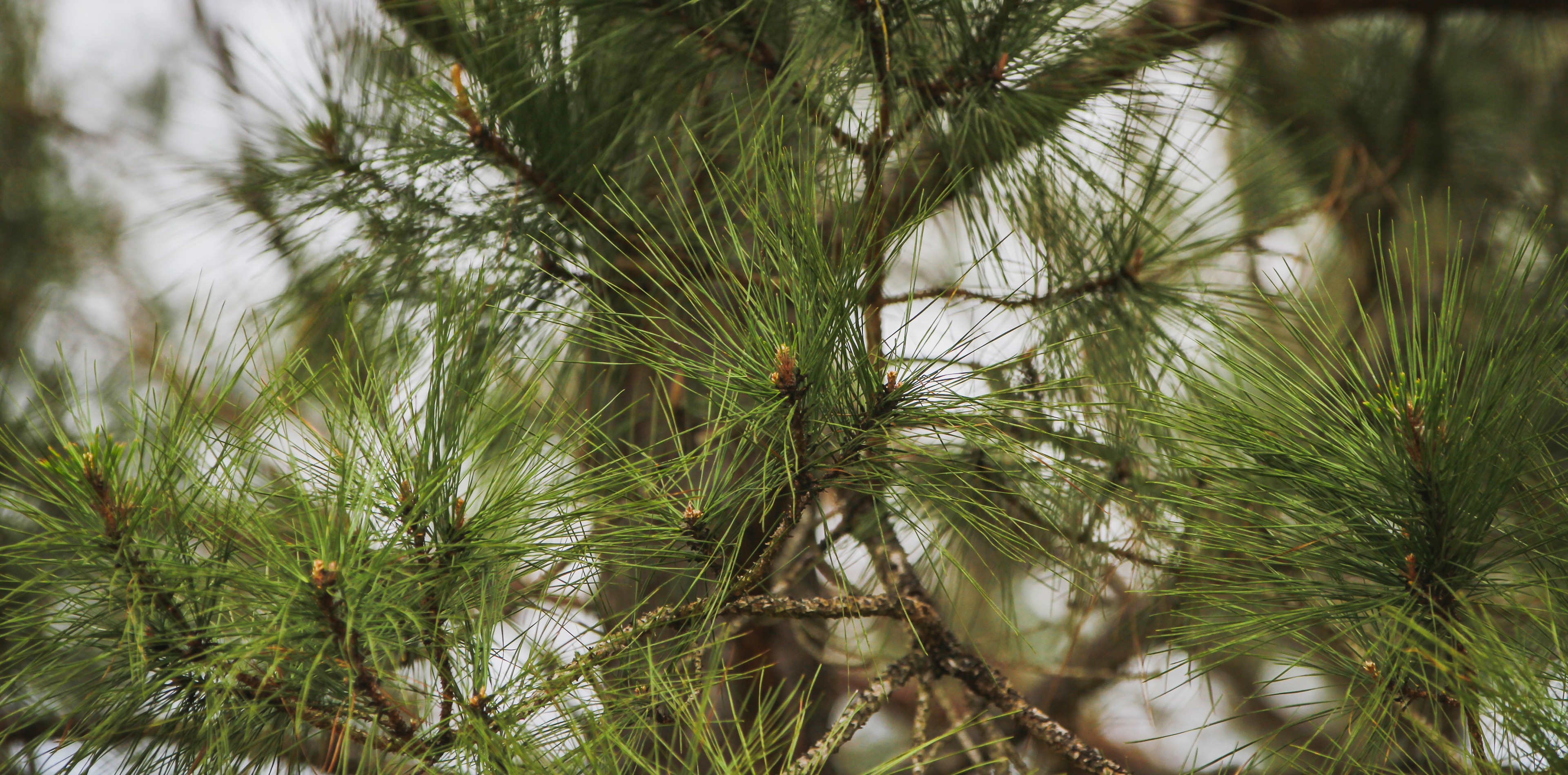 Tax Information East Montgomery County MUD 3